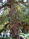 old_tree_[schott]